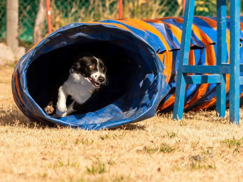 Agility Fun