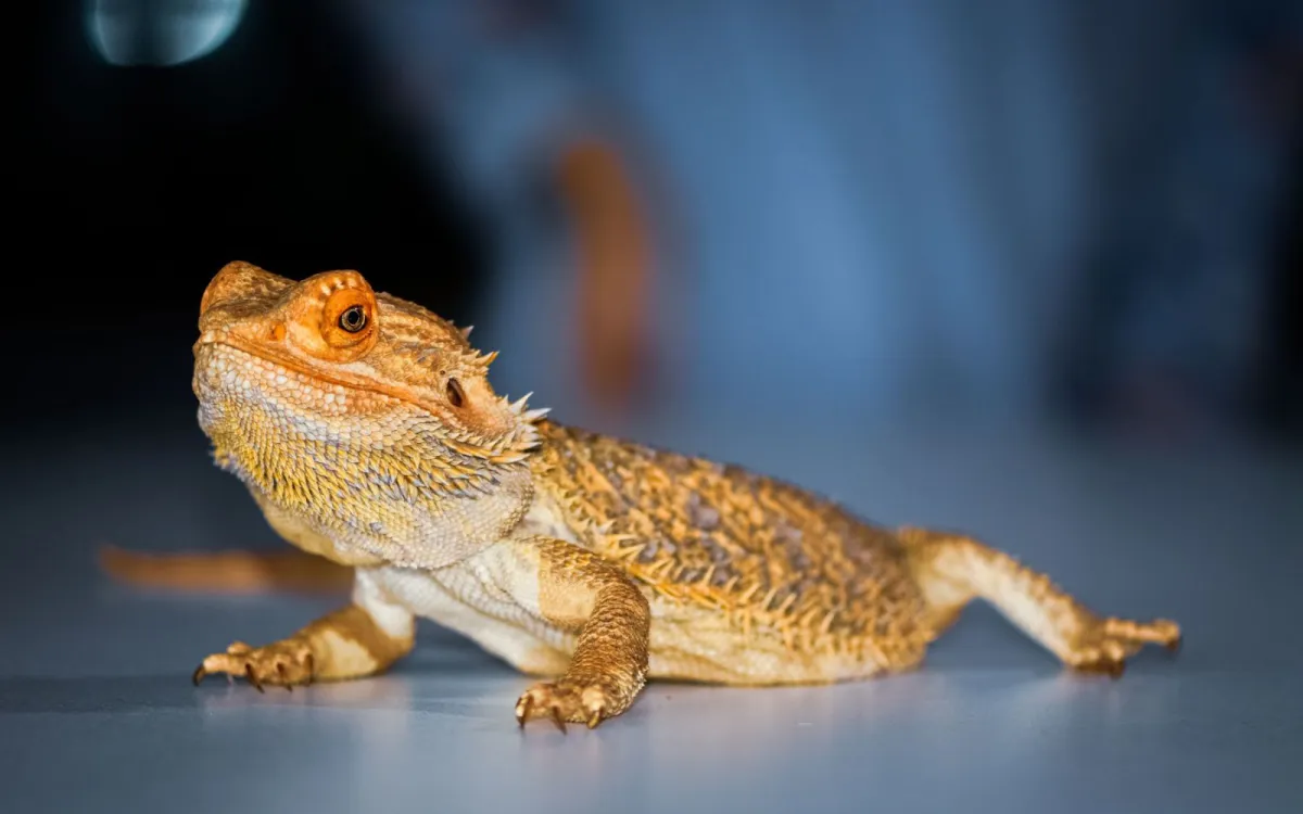3 pertanyaan yang sering diajukan seputar reptil & hewan eksotis