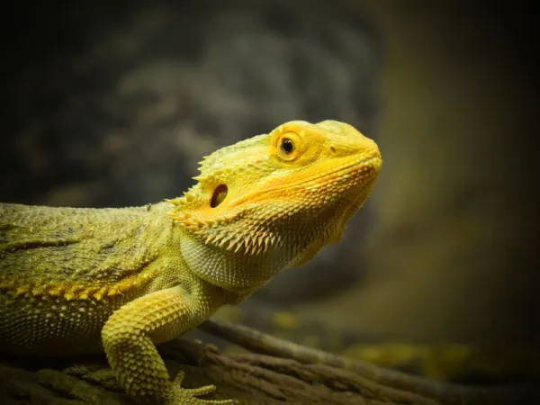 Bearded Dragon