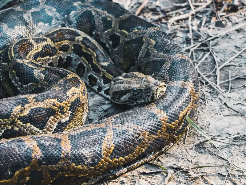 Ball Python Morph