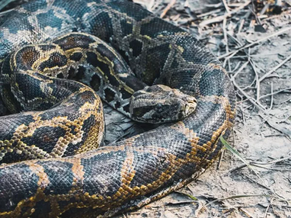 Ball Python Morph