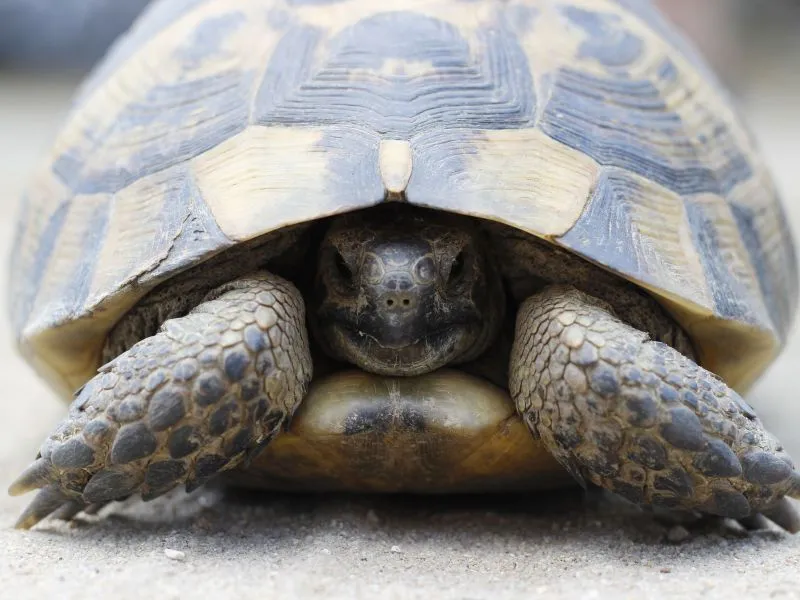 Kura-kura Sulcata