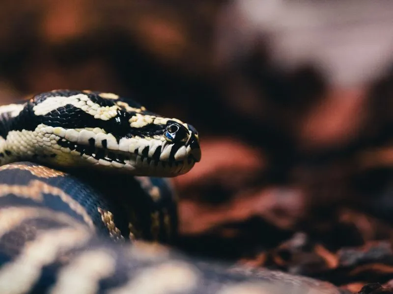 Carpet Python