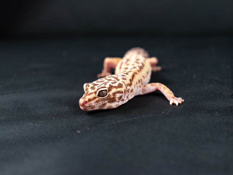 Leopard Gecko