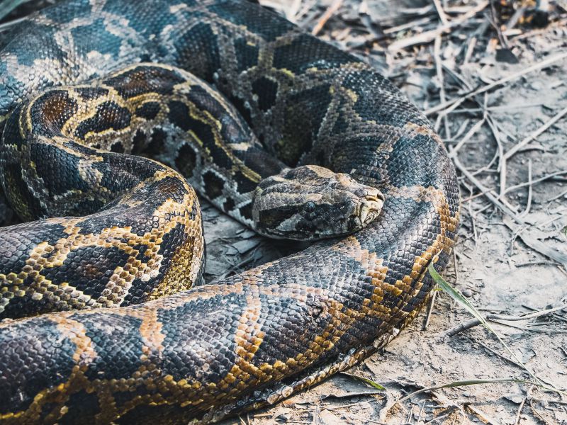Ball Python Morph