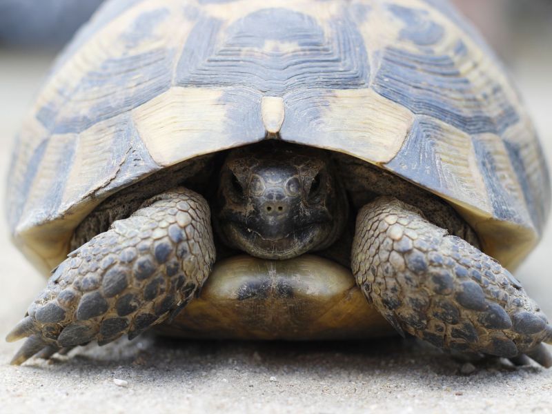Kura-kura Sulcata