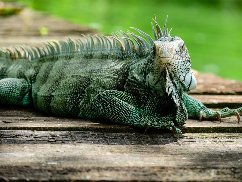 Iguana Hijau