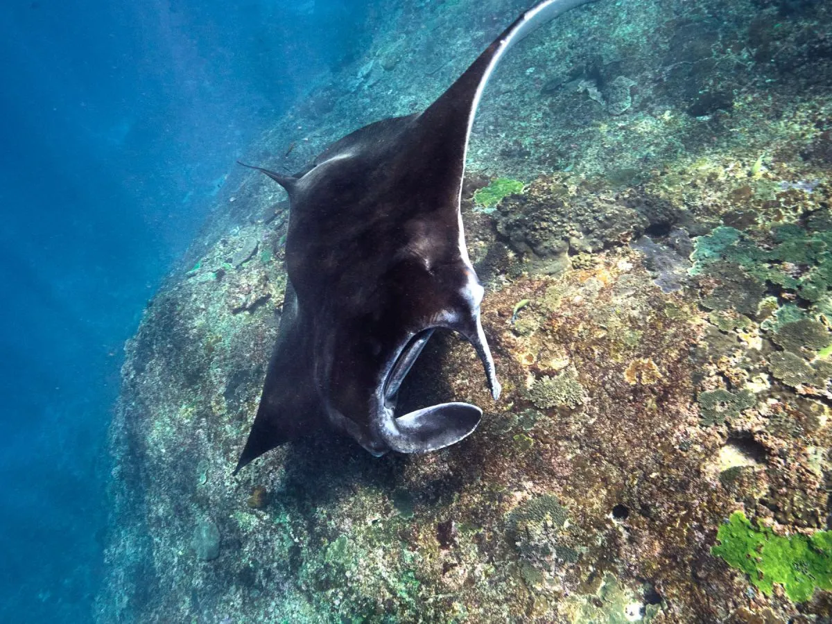 Snorkeling & Manta Day Trip