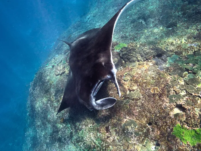 Snorkeling & Manta Day Trip