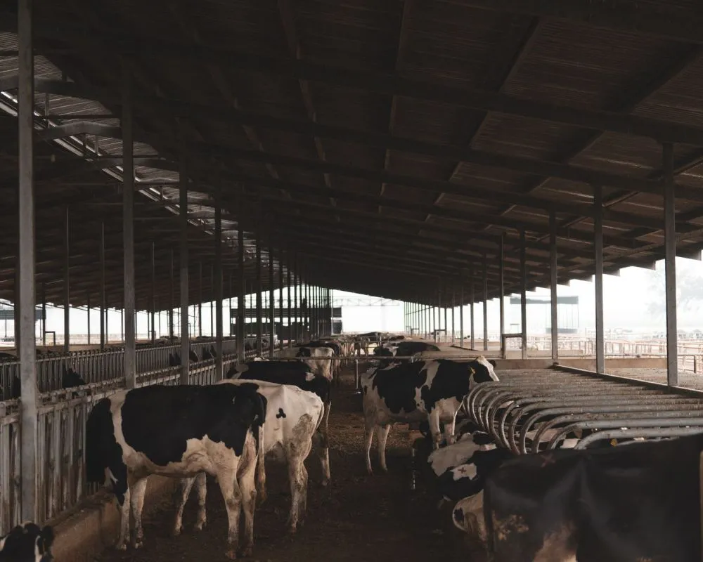 Sapi bahagia, susu lebih enak