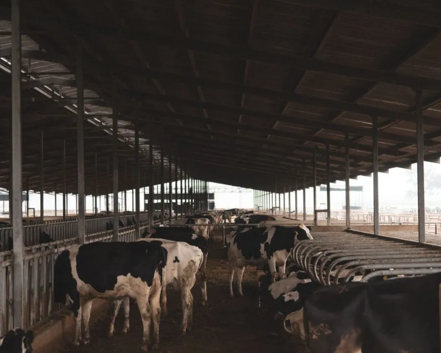 Sapi bahagia, susu lebih enak