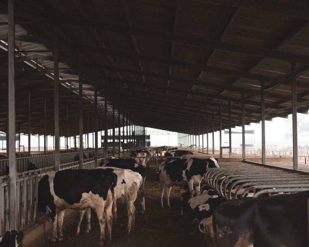 Sapi bahagia, susu lebih enak