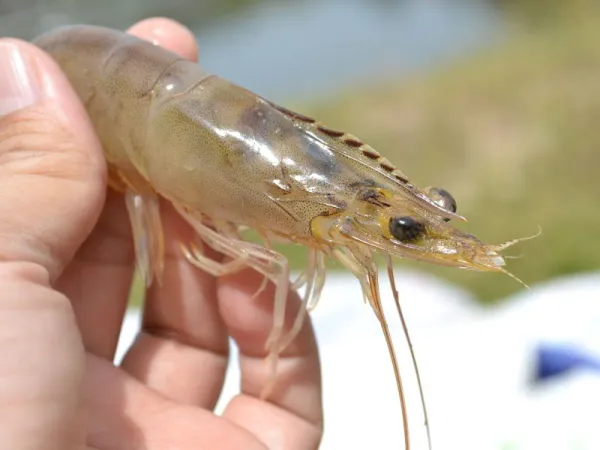 Udang Vaname Segar