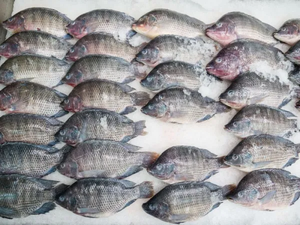 Ikan Nila Segar