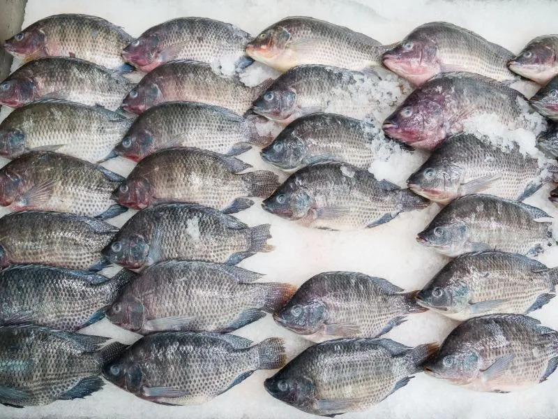 Ikan Nila Segar