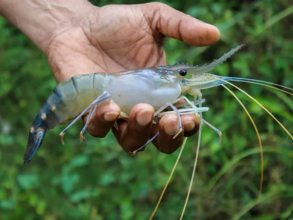 Udang Galah