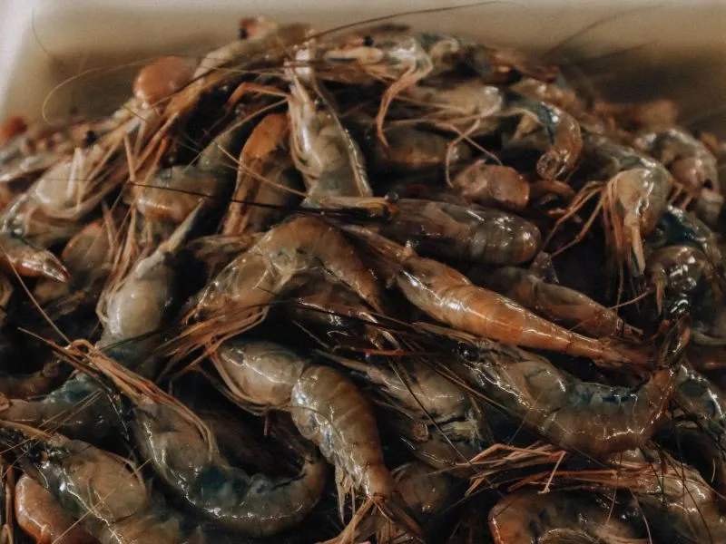 Udang Windu