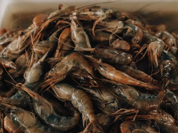 Udang Windu