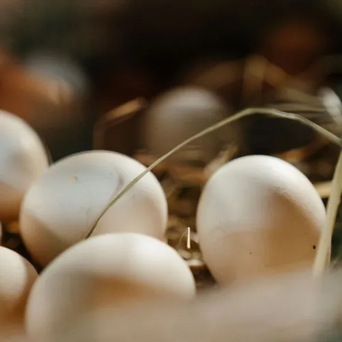 Telur ayam kampung