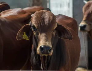 Sapi Brahman Cross