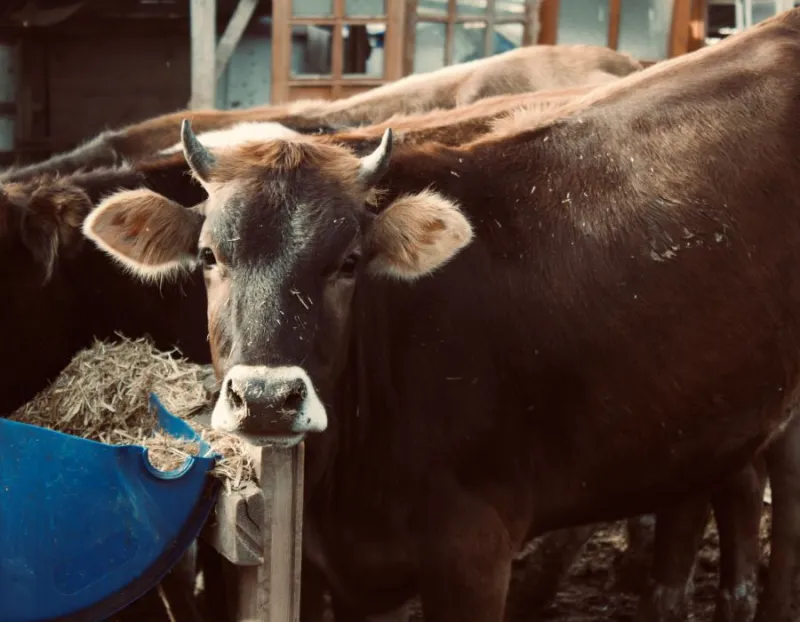 Sapi Limosin