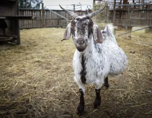 Sapi Bali