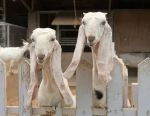Kambing Boer