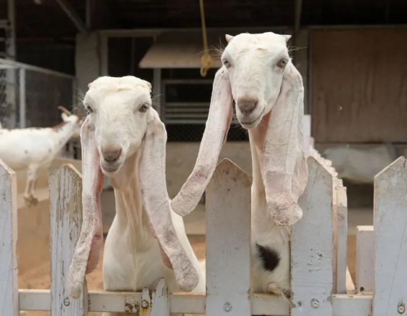 Kambing Boer