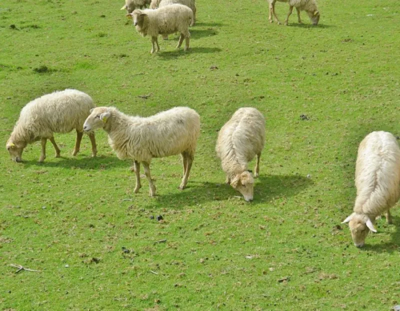 Kambing Etawa