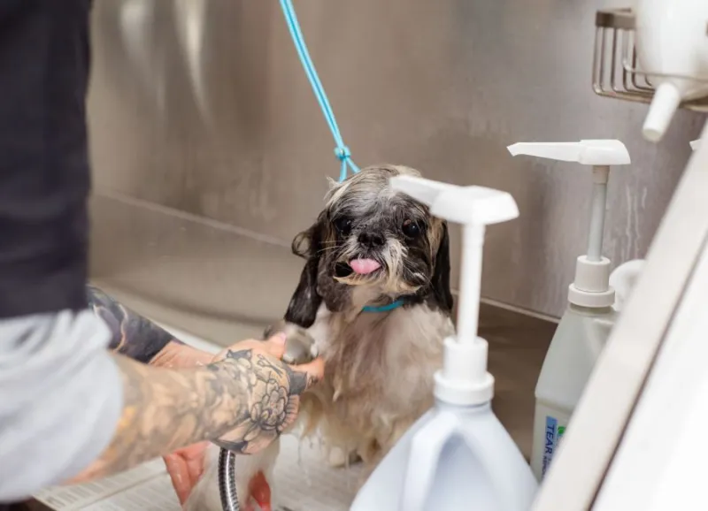 Grooming Medis