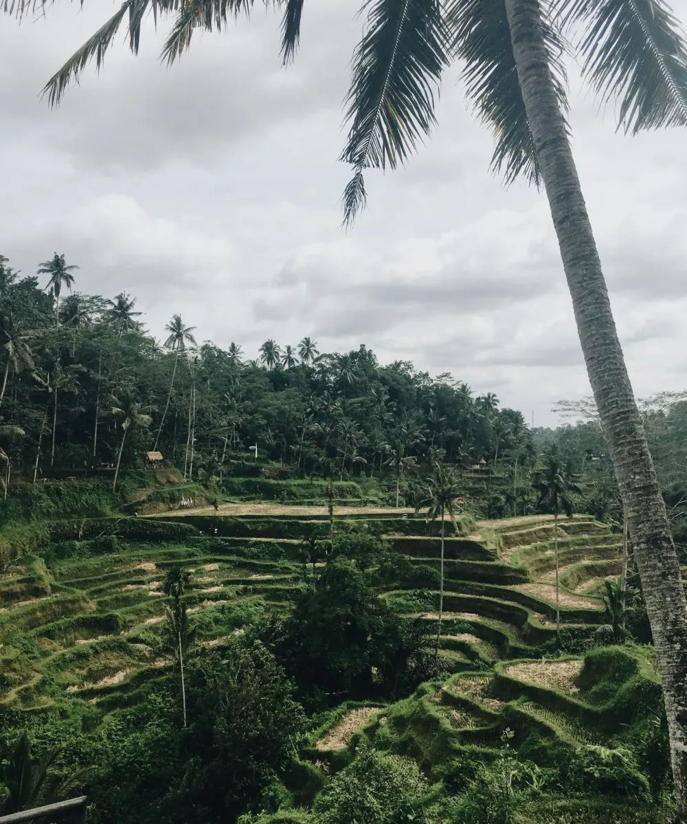 Rumah tenang di tepi subak