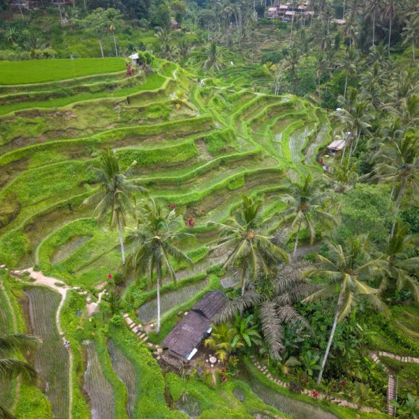 Sawah di sekitar villa
